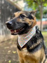 Load image into Gallery viewer, Birthday Polka Dot Bandana
